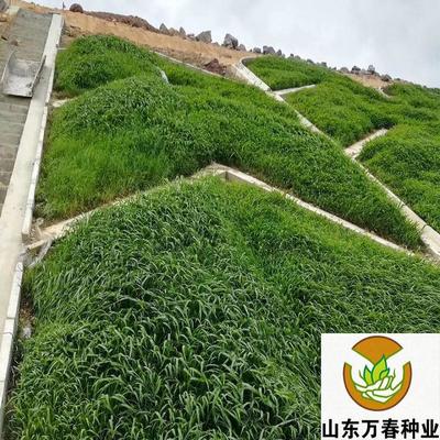 木豆草籽价格 木豆草籽批发 木豆草籽 山东万春种业 厂家批发价格