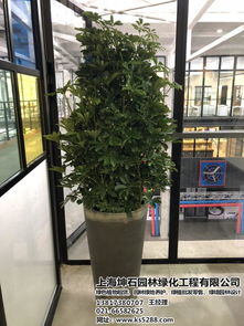 绿色植物租赁 青浦绿色植物租赁公司 坤石园林 优质商家